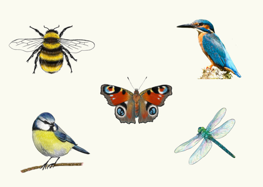 Garden Mixed Box - Bees, Butterfly, Dragonfly, Blue tit & Kingfisher