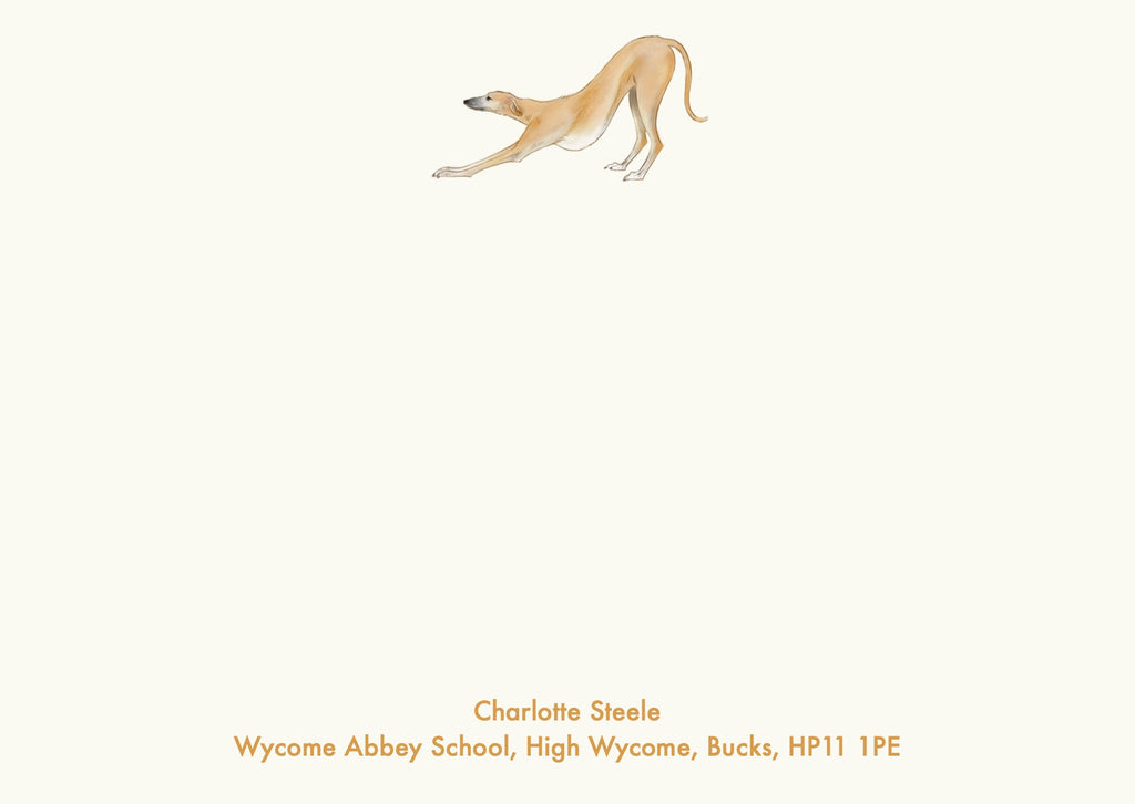 Whippet / Greyhound